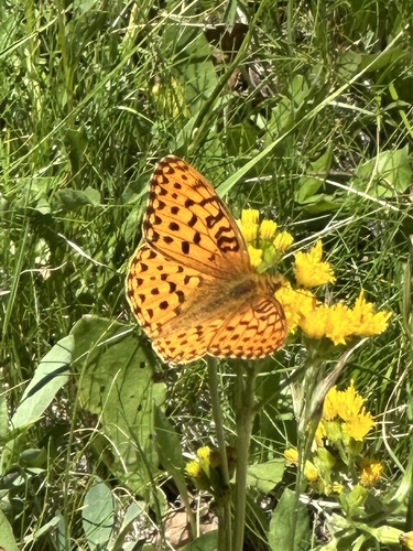iNaturalist observation photo of Greater Fritillaries