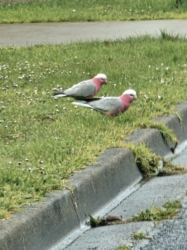 Eastern Galah