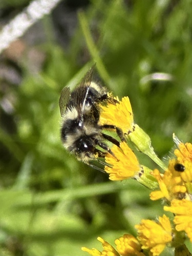 iNaturalist observation photo of Bumble Bees