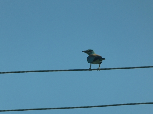 European Roller