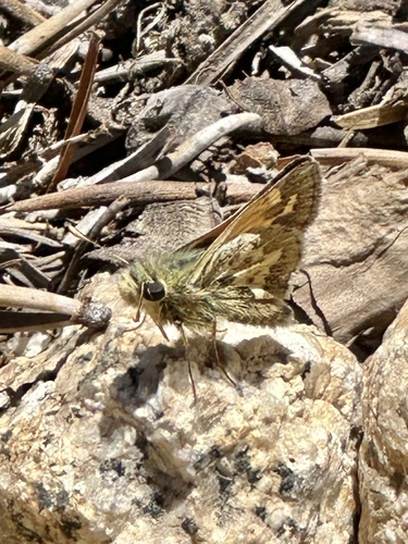iNaturalist observation photo of Polites