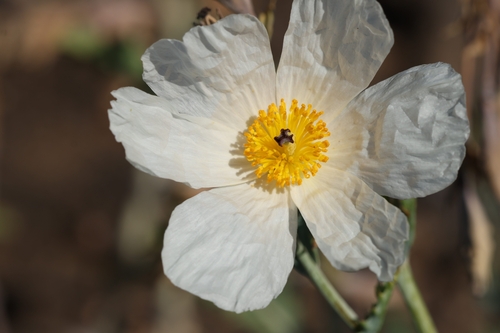 Argemone glauca observed 2026-08-04