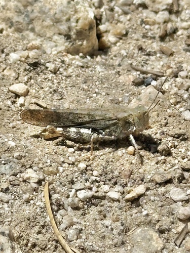 iNaturalist observation photo of Grasshoppers