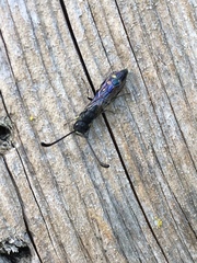 Monosapyga clavicornis