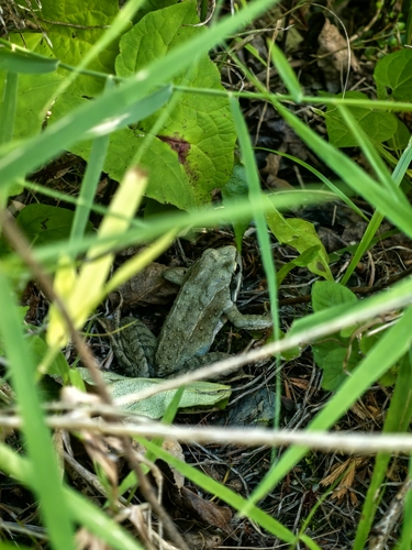 Plateau Brown Frog