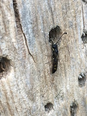 Monosapyga clavicornis