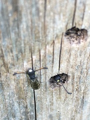 Monosapyga clavicornis