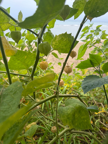 Physalis peruviana observed 2026-08-04