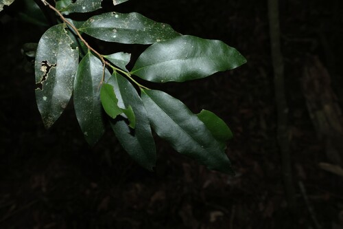 Diospyros pentamera, photograph 3