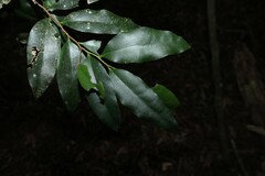 (c) Greg Tasney, some rights reserved (CC BY-SA) Diospyros pentamera, photograph (c) Greg Tasney, some rights reserved (CC BY-SA)