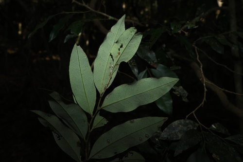 Diospyros pentamera, photograph 4