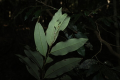(c) Greg Tasney, some rights reserved (CC BY-SA) Diospyros pentamera, photograph (c) Greg Tasney, some rights reserved (CC BY-SA)