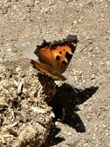 iNaturalist observation photo of California Tortoiseshell