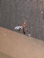 Labeninae