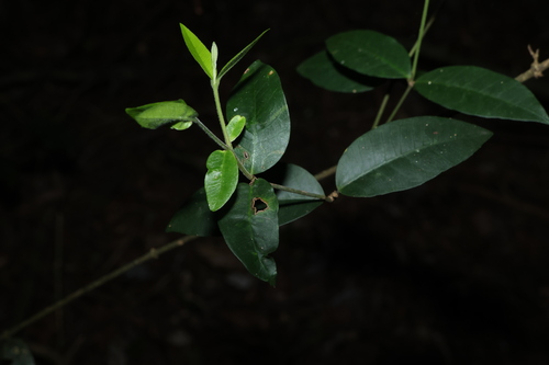 Melodinus acutiflorus observed 2026-08-05