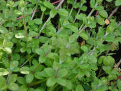 Galium formosense