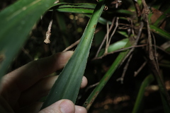 (c) Greg Tasney, some rights reserved (CC BY-SA) Cordyline congesta, photograph (c) Greg Tasney, some rights reserved (CC BY-SA)