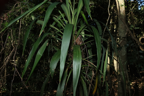 Cordyline congesta, photograph 3