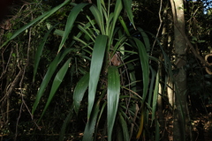 (c) Greg Tasney, some rights reserved (CC BY-SA) Cordyline congesta, photograph (c) Greg Tasney, some rights reserved (CC BY-SA)