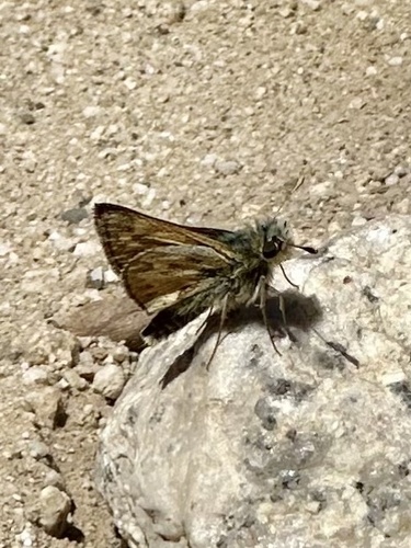 iNaturalist observation photo of Grass Skippers