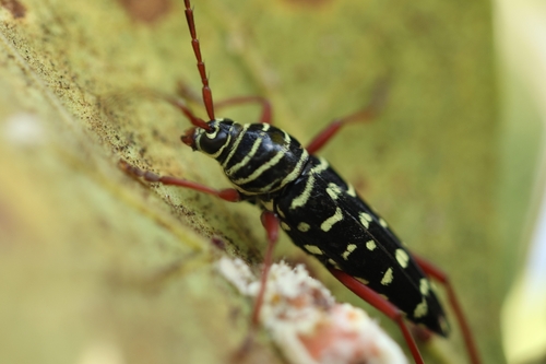 Placosternus crinicornis observed 2026-08-04