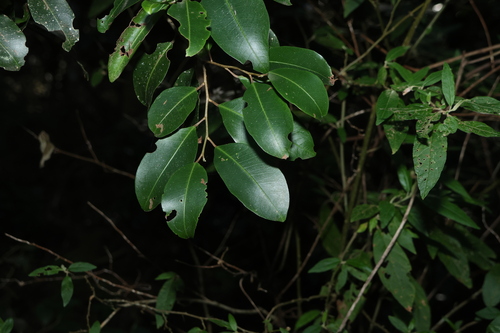 Geijera salicifolia, photograph 1