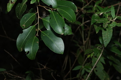 Geijera salicifolia
