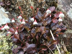 Shortia rotundifolia