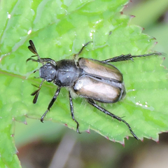 Phyllopertha diversa