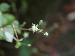 Stellaria reticulivena