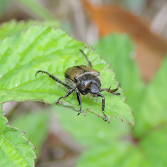 Phyllopertha diversa