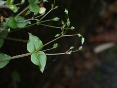 Stellaria reticulivena