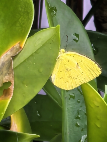 Common Grass Yellow