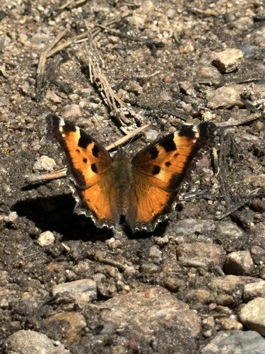 iNaturalist observation photo of California Tortoiseshell