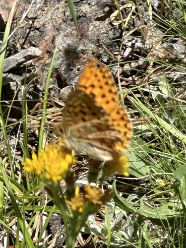 iNaturalist observation photo of Greater Fritillaries