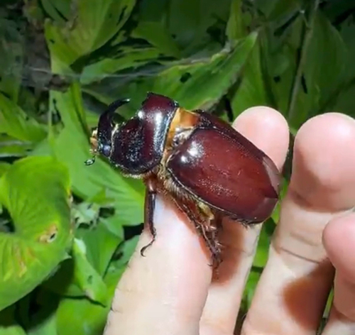 Oryctes nasicornis polonicus