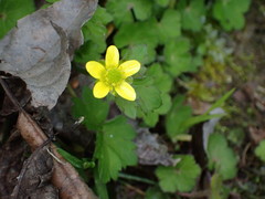 Ranunculus cantoniensis