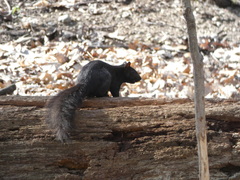 Sciurus carolinensis