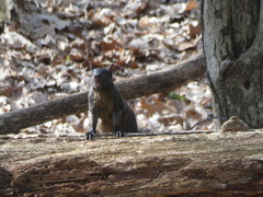 Sciurus carolinensis