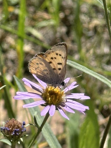 iNaturalist observation photo of Tharsalea