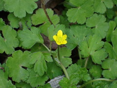 Ranunculus cantoniensis