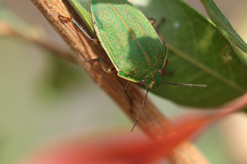 Coleotichus blackburniae observed 2026-08-04