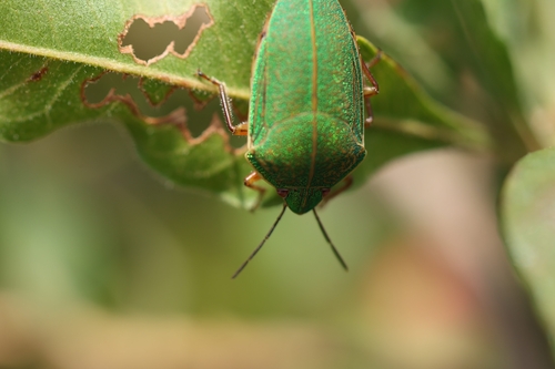 Coleotichus blackburniae observed 2026-08-04