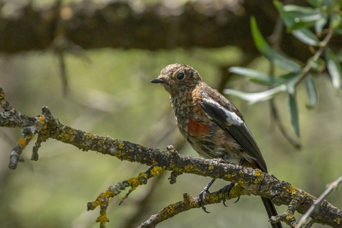 White-throated Redstart