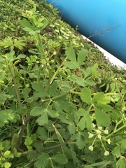 Peucedanum japonicum