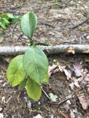 Camellia japonica