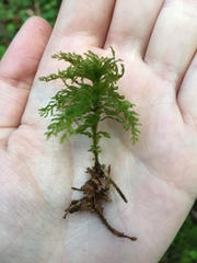 Plagiomnium undulatum