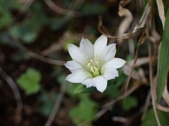 Gentiana flavomaculata