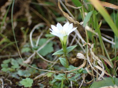 Gentiana flavomaculata