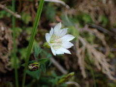Gentiana flavomaculata